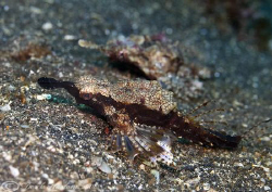 Sea Moth's. Lembeh straits. D200, 60mm. by Derek Haslam 